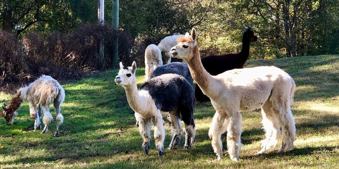 Alpaca Farm Barn Tour.jpg